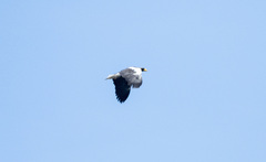 Haliaeetus pelagicus