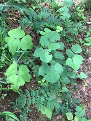Pueraria montana lobata
