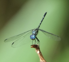 Dythemis nigra
