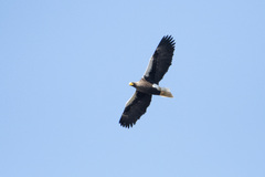 Haliaeetus pelagicus