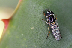 Ischiodon aegyptius