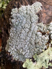 Pertusaria pertusa