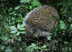Erinaceus roumanicus