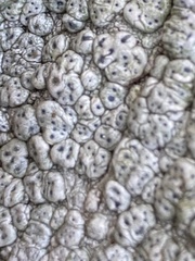 Pertusaria pertusa