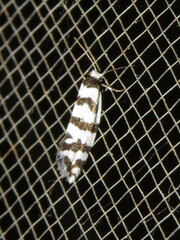 Lepidoscia cataphracta