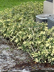 Heptapleurum arboricola