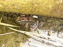Leptodactylus
