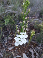 Isotoma hypocrateriformis