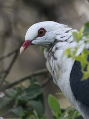 Columba leucomela