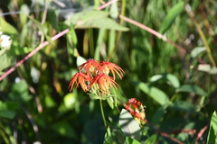 Silene wilfordii