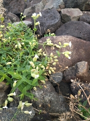 Silene uniflora uniflora