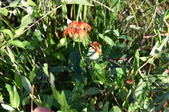 Silene wilfordii