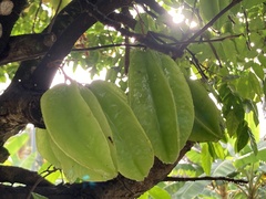 Averrhoa carambola