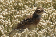 Chersomanes albofasciata