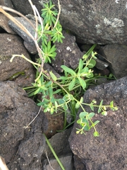 Euphorbia azorica