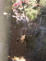 Acanthocephala alata