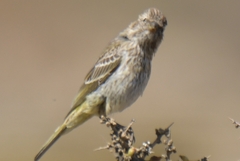 Crithagra flaviventris