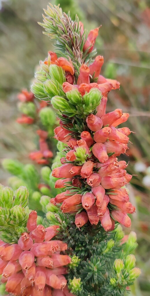 Flaming Heath