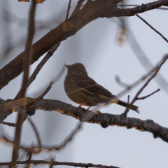 Emberiza