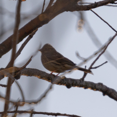 Emberiza