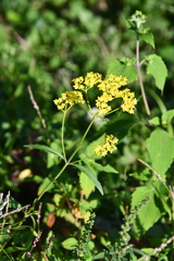 Patrinia scabiosifolia