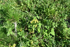 Patrinia scabiosifolia