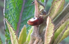 Chelonarium ornatum