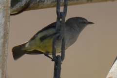 Eremomela icteropygialis