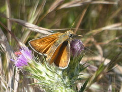 Thymelicus acteon