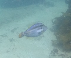 Meuschenia trachylepis