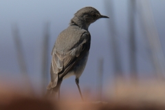 Emarginata tractrac