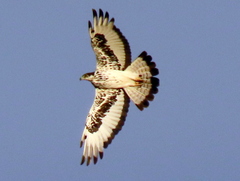 Aquila spilogaster