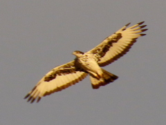 Aquila spilogaster
