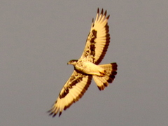 Aquila spilogaster