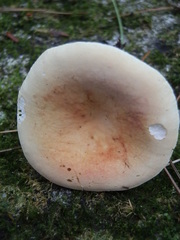 Russula lutea
