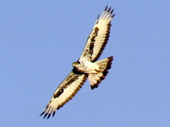 Aquila spilogaster