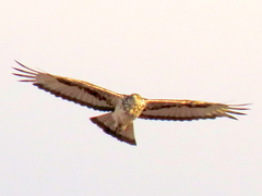 Aquila spilogaster