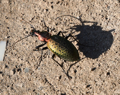 Carabus smaragdinus