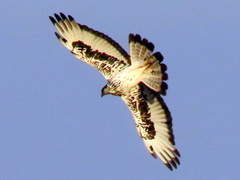 Aquila spilogaster