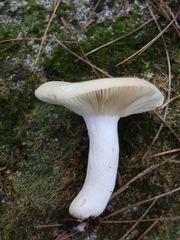 Russula lutea