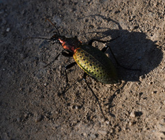 Carabus smaragdinus