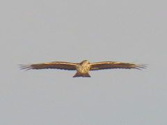Aquila spilogaster