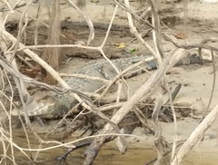 Paleosuchus trigonatus