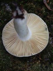 Russula lutea