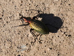 Carabus smaragdinus