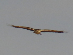 Aquila spilogaster