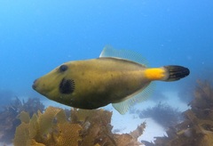 Meuschenia flavolineata