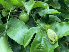 Passiflora edulis