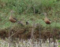 Dendrocygna javanica