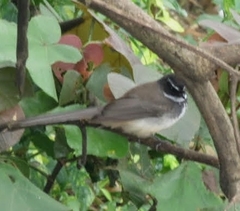 Rhipidura albogularis